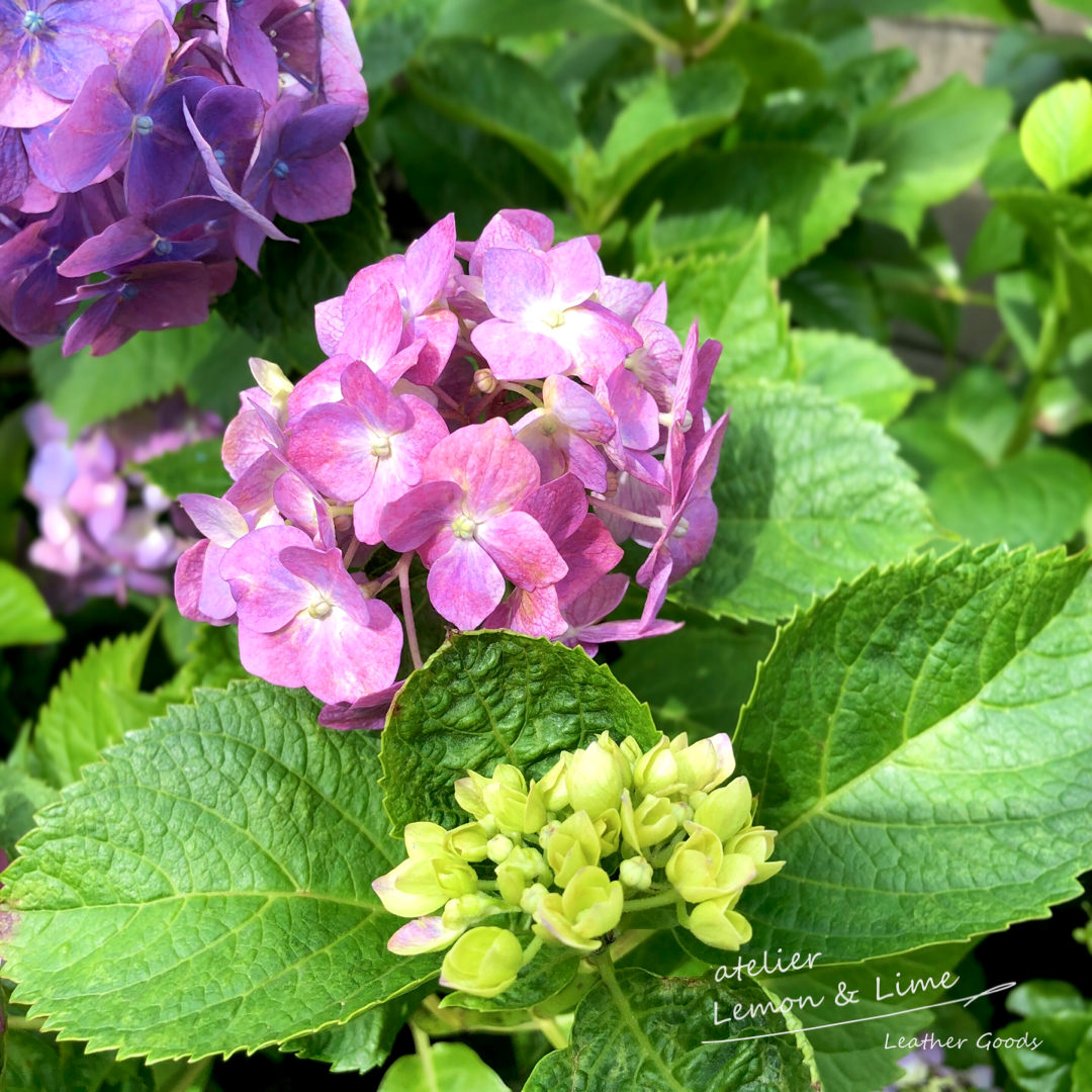 ボタニカルウエディング 紫陽花の本革シェルポーチ♡紫 - 通販